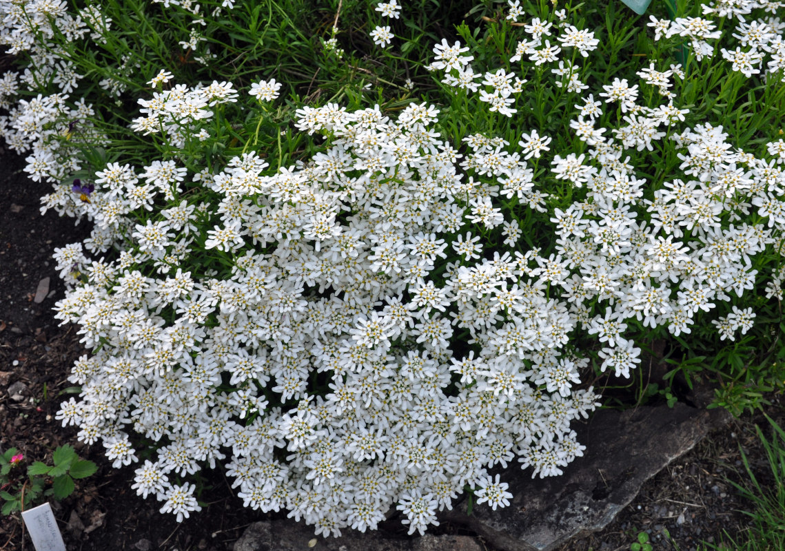 Изображение особи Iberis sempervirens.