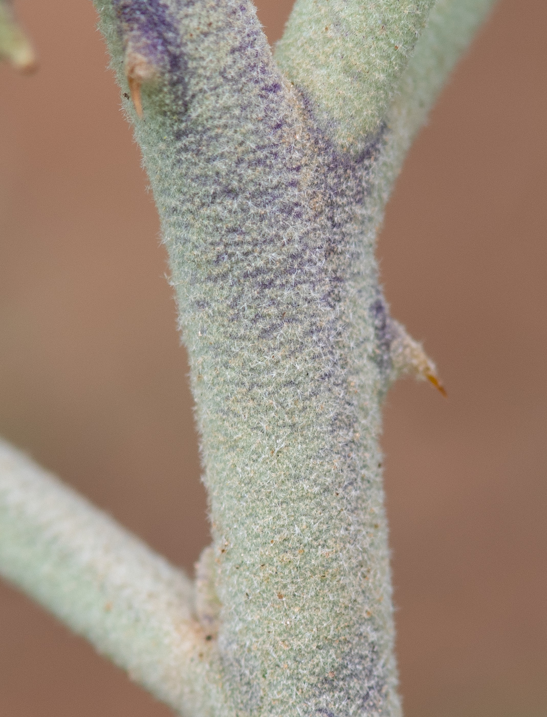 Image of Solanum lichtensteinii specimen.