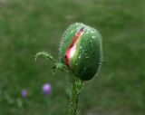 Papaver setiferum