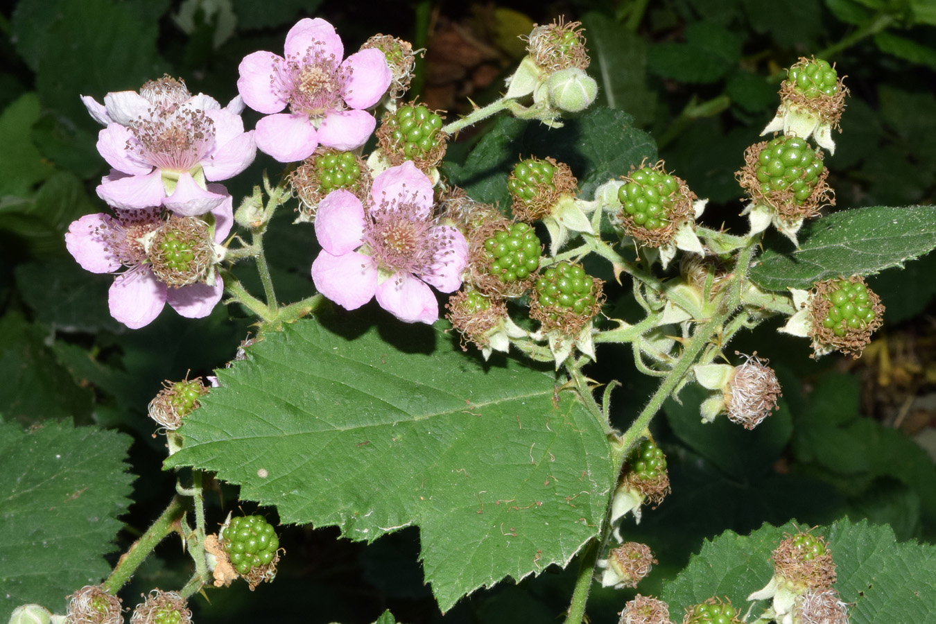 Изображение особи Rubus sanctus.