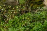 Artemisia stechmanniana. Часть соцветия. Башкортостан, Гафурийский р-н, Толпаровский сельсовет, долина р. Зилим, прибрежный скальник. 30 августа 2020 г.