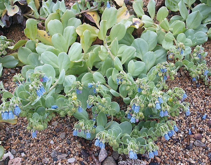 Image of Mertensia maritima specimen.