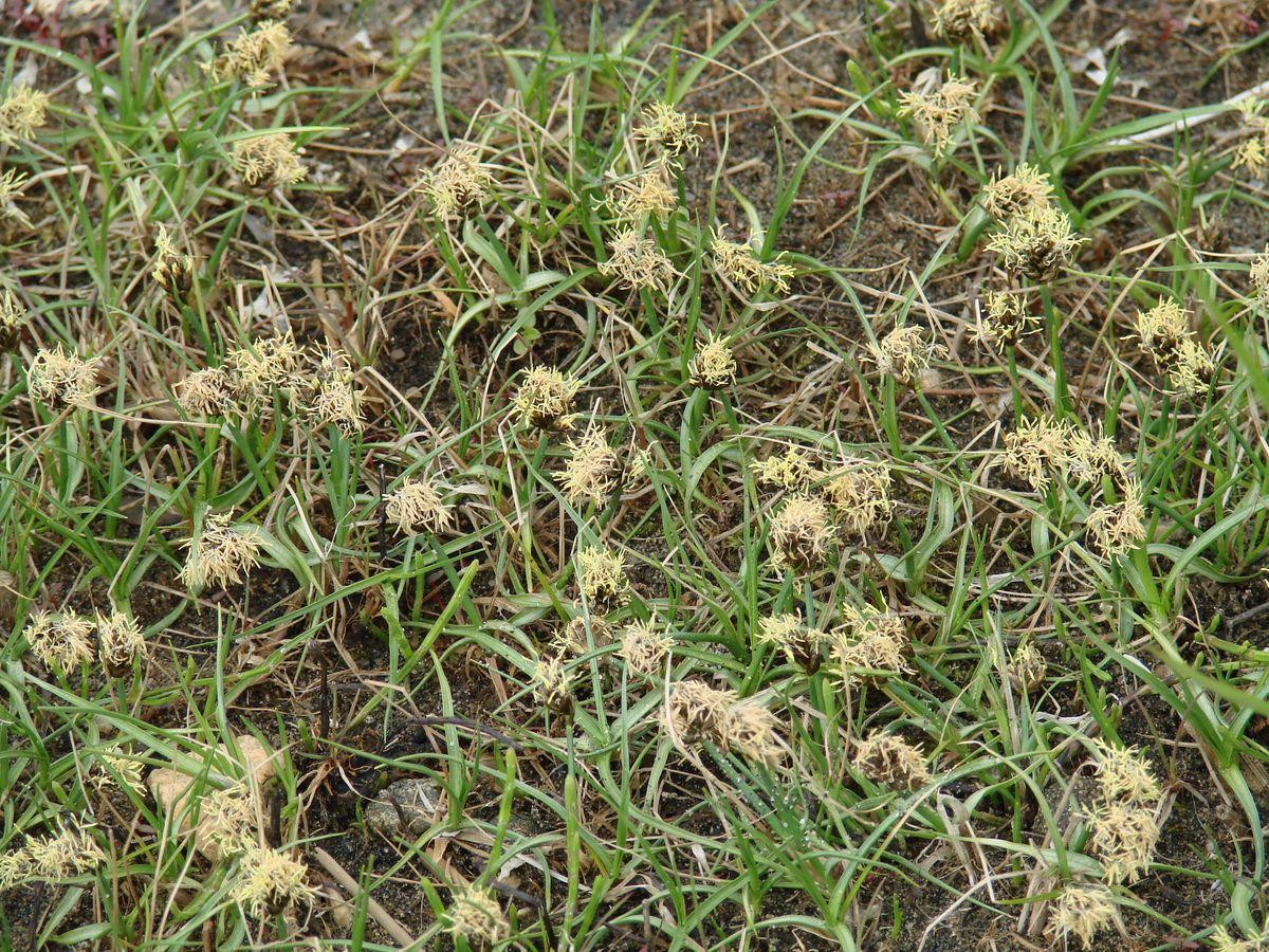 Image of Carex duriuscula specimen.