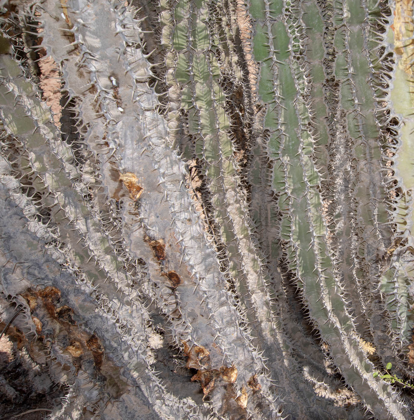 Изображение особи Euphorbia virosa.