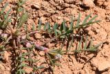 Astragalus compositus