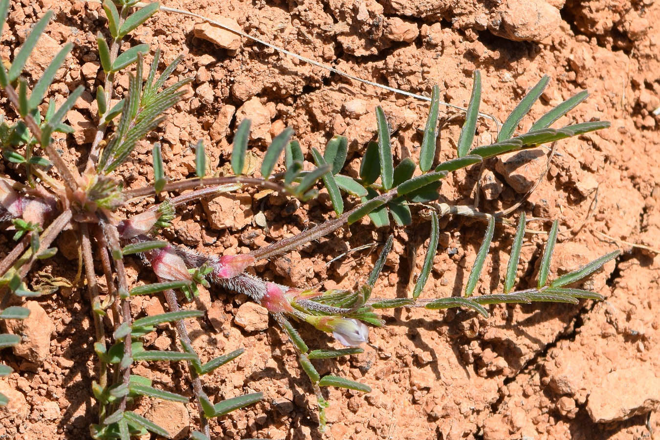Изображение особи Astragalus compositus.