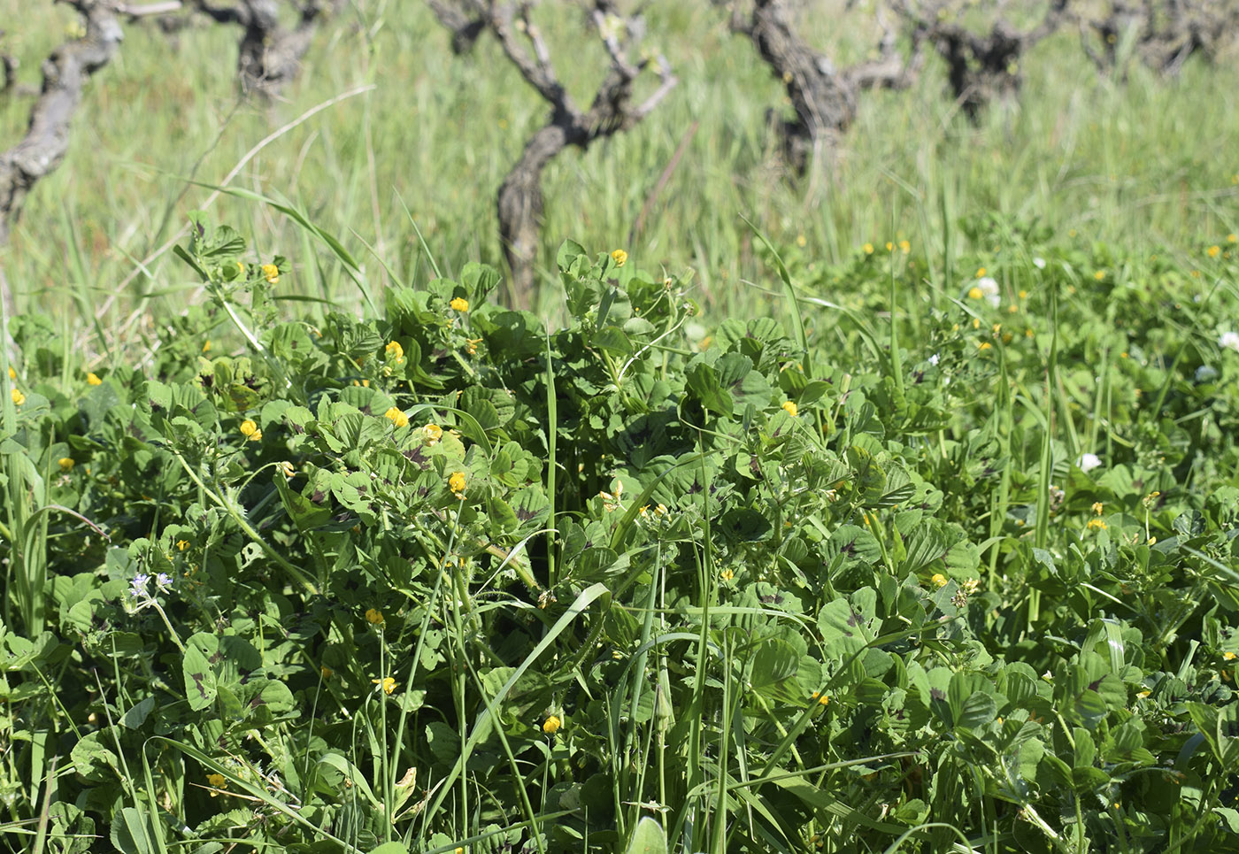 Image of Medicago arabica specimen.