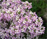 Arabis × arendsii. Цветки. Московская обл., Раменский р-н, окр. дер. Хрипань, садовый участок. 18.05.2021.