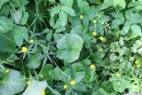 Ranunculus fallax. Цветущие растения в сообществе вегетирующих Corydalis sp., Ficaria verna, Aegopodium podagraria. Санкт-Петербург, Петроградский р-н, Ботанический сад им. Петра Великого, край лужайки. 29.05.2021.