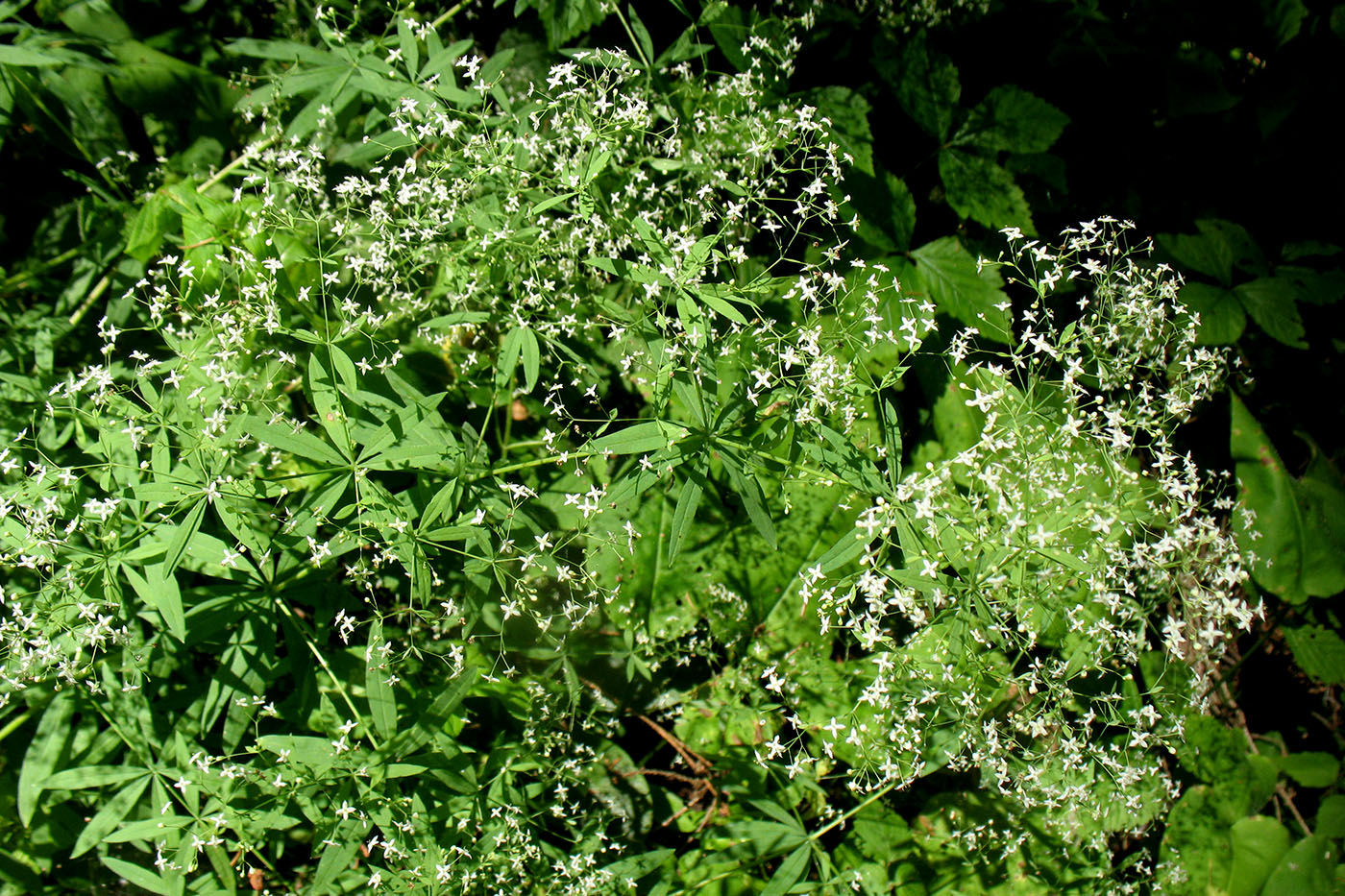 Image of Galium intermedium specimen.