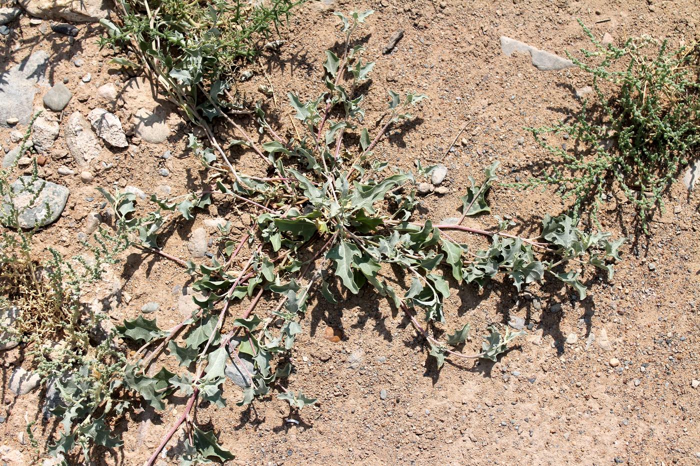 Image of Atriplex tatarica specimen.