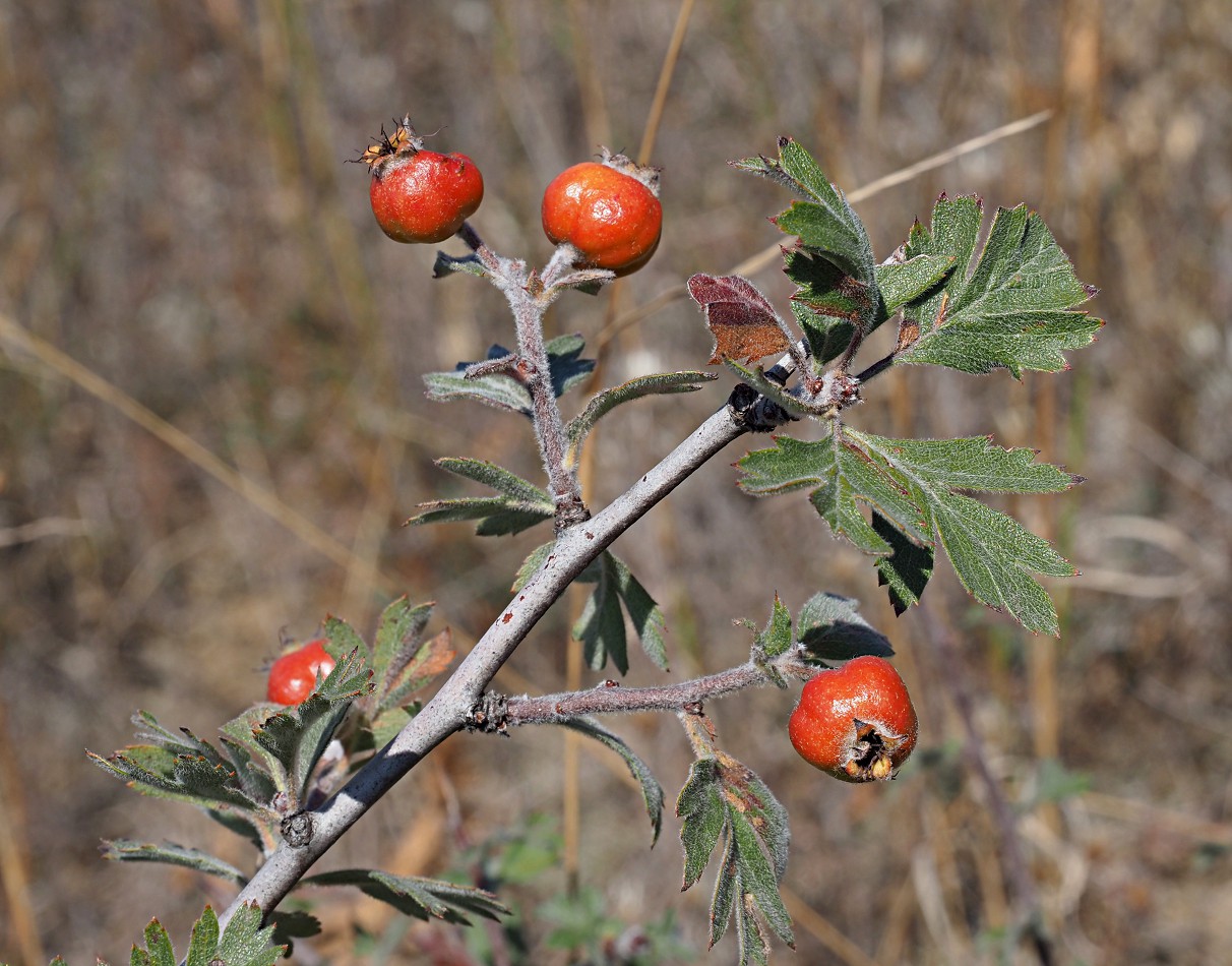 Image of Crataegus orientalis specimen.