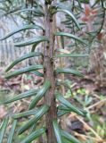 Смотреть изображение Pseudotaxus chienii