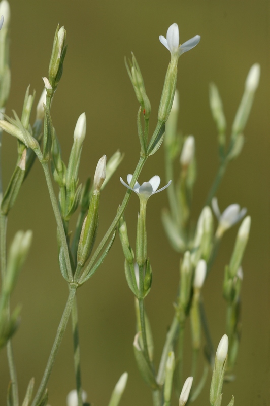 Image of Centaurium meyeri specimen.