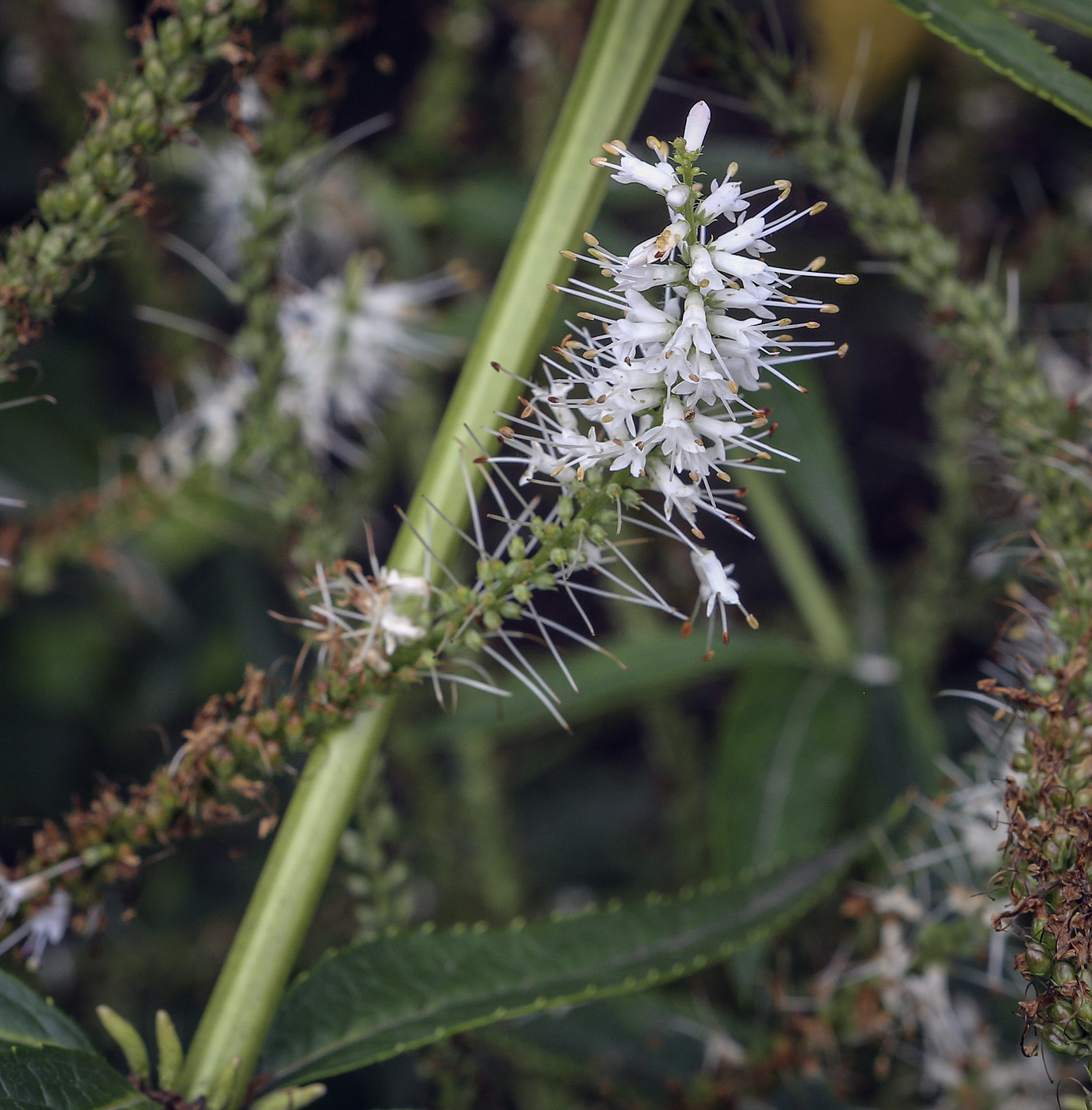 Image of Veronicastrum virginicum specimen.