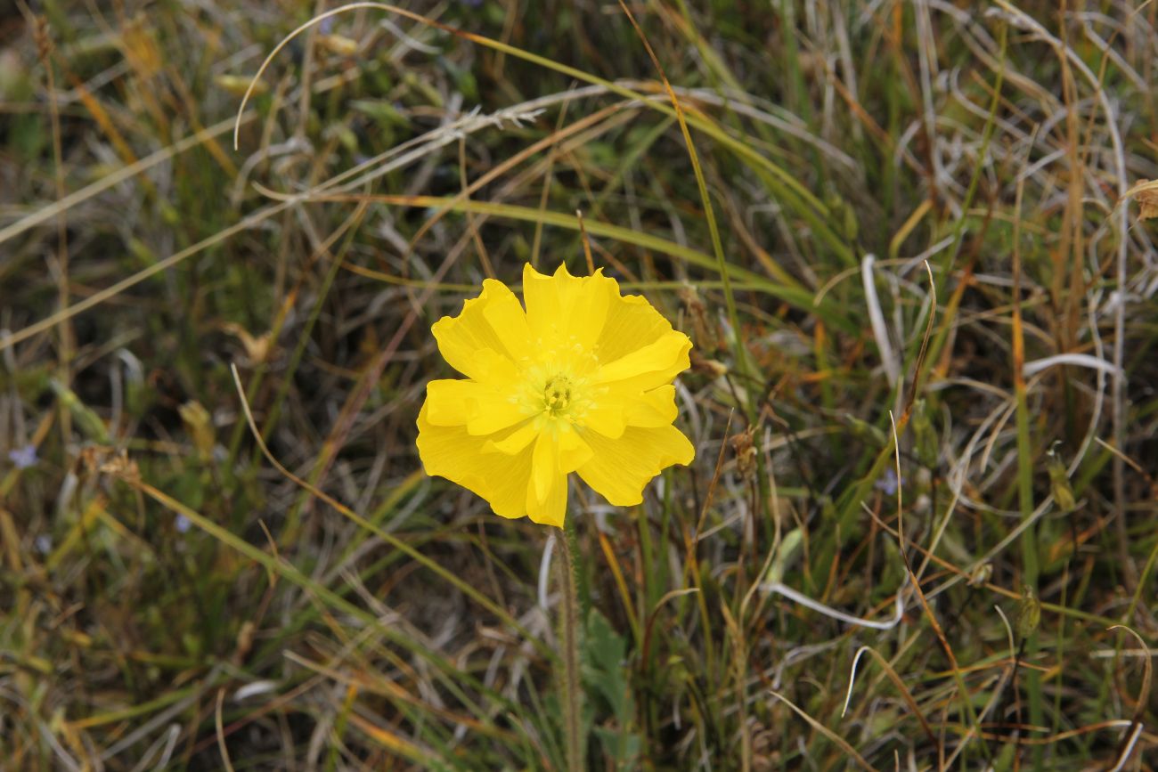 Изображение особи род Papaver.