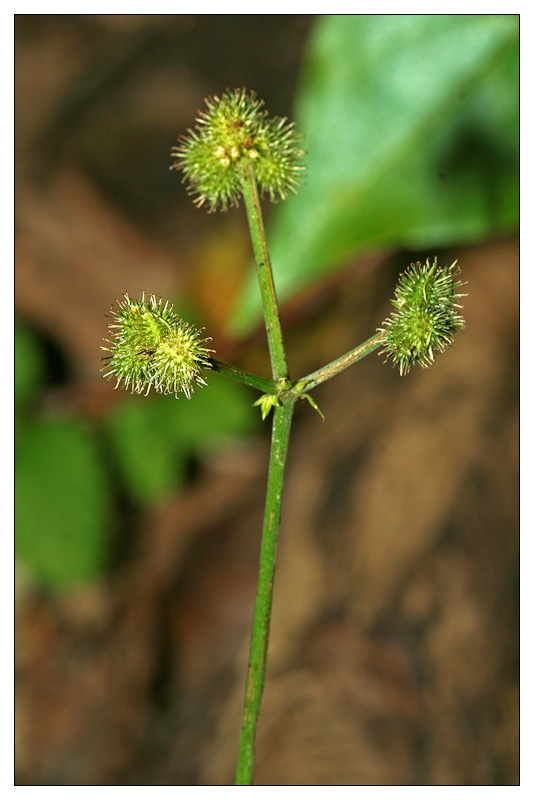 Image of Sanicula europaea specimen.