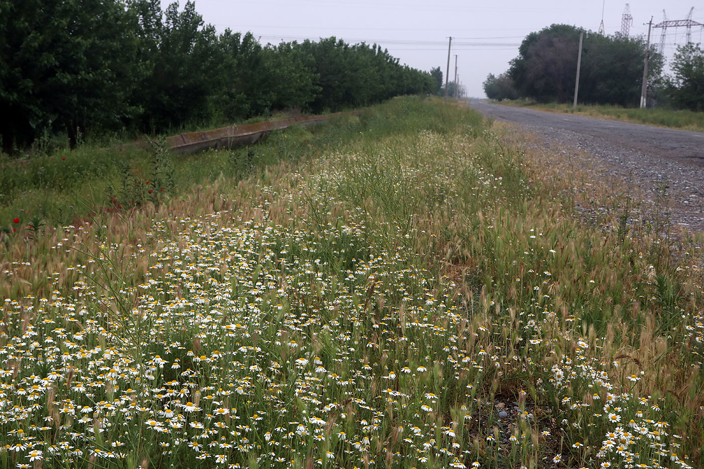 Image of Anthemis ruthenica specimen.