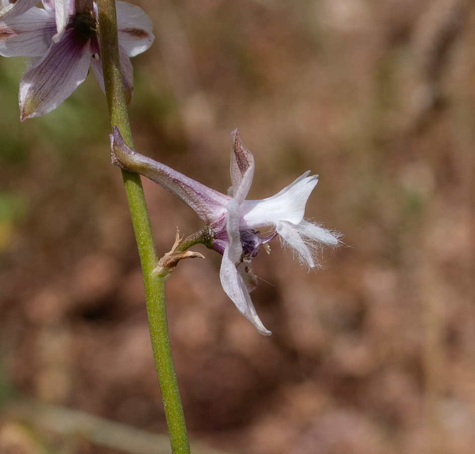 Image of Delphinium ithaburense specimen.