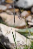 Hordeum turkestanicum. Верхушка плодоносящего растения. Казахстан, Алматинская обл., Заилийский Алатау, плато Ассы, ≈2700 м н.у.м., берег горного ручья. 8 июля 2022 г.