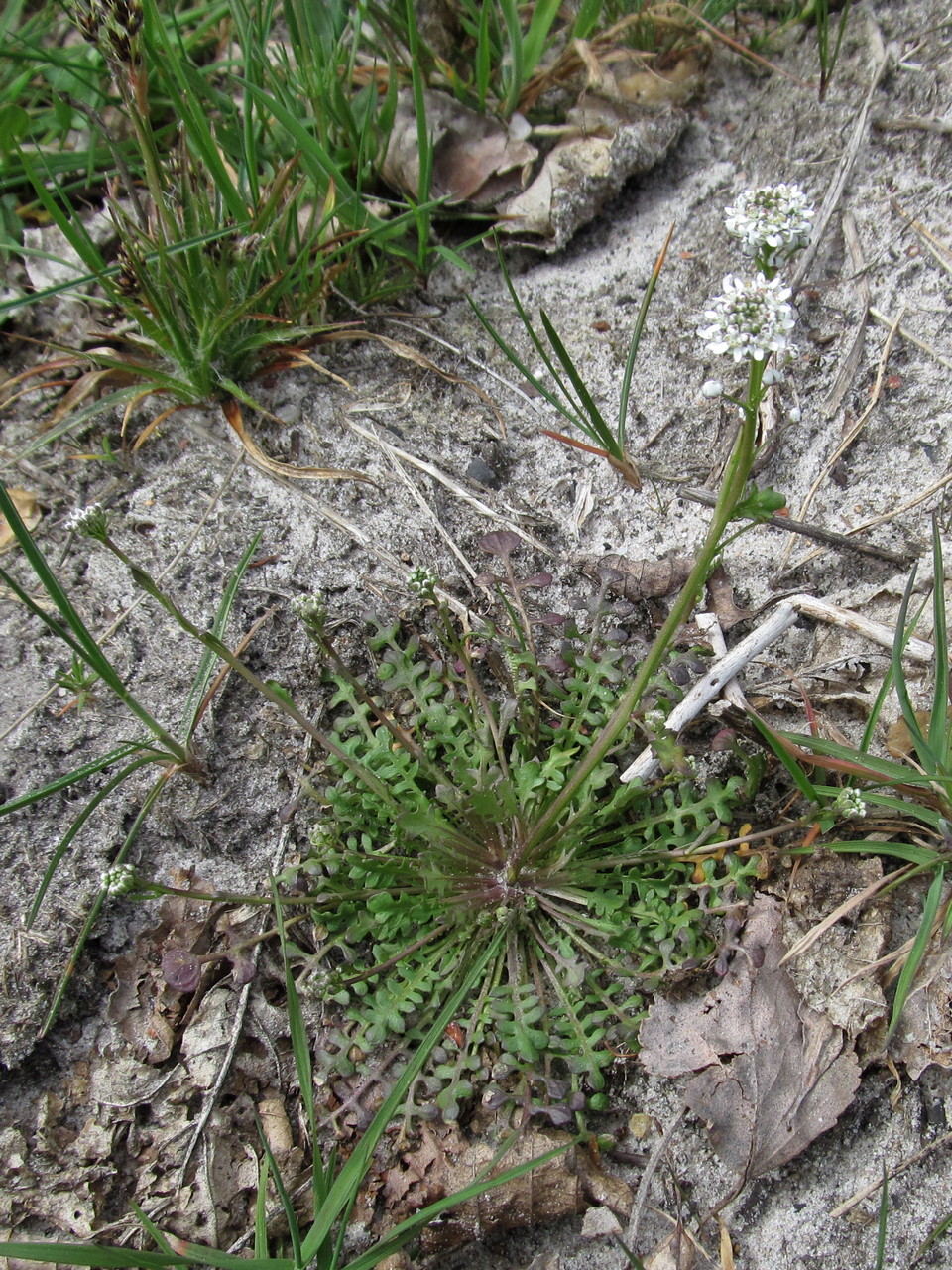 Image of Teesdalia nudicaulis specimen.