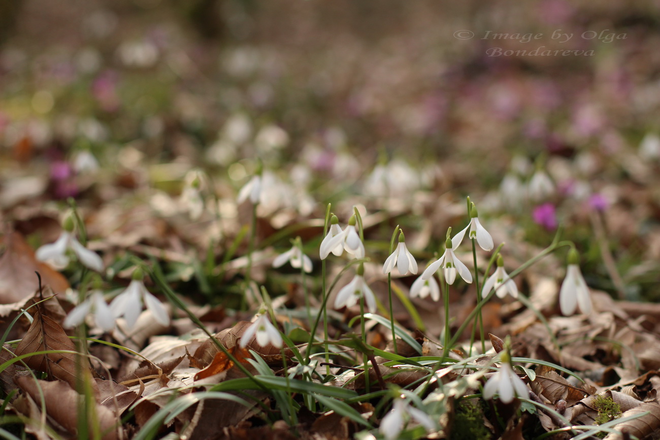 Image of Galanthus rizehensis specimen.