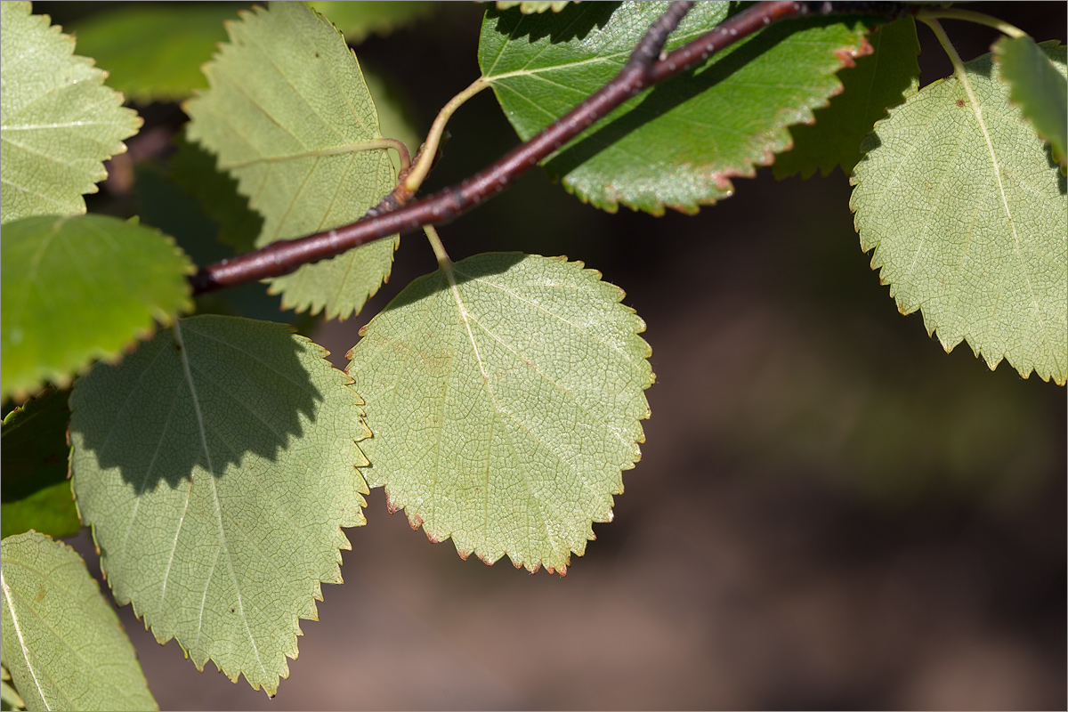 Изображение особи Betula subarctica.