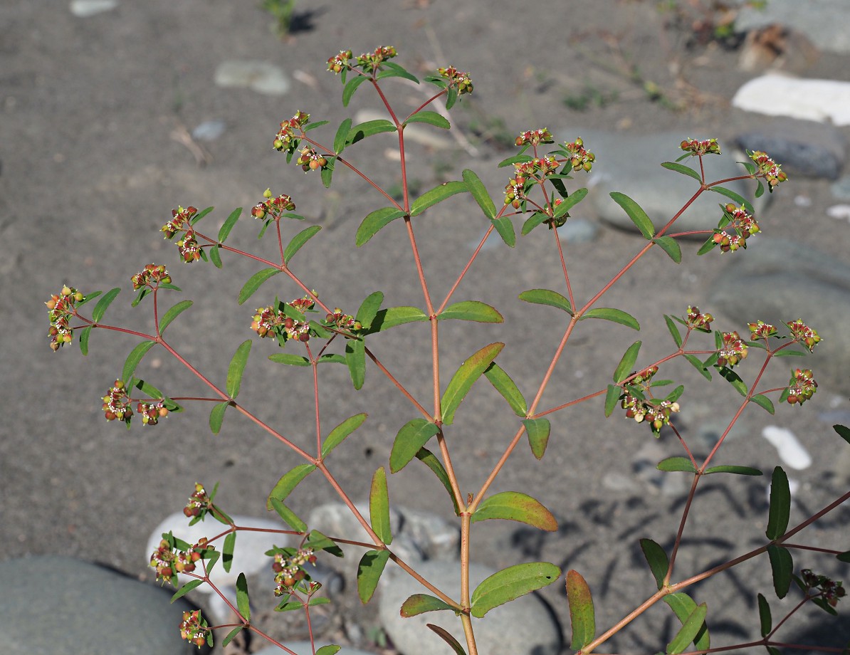 Изображение особи Euphorbia nutans.