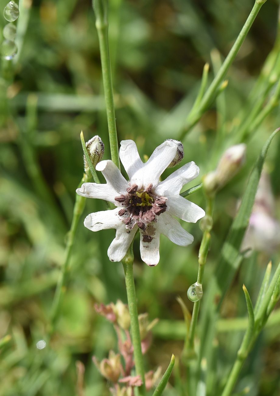 Image of Silene linearifolia specimen.