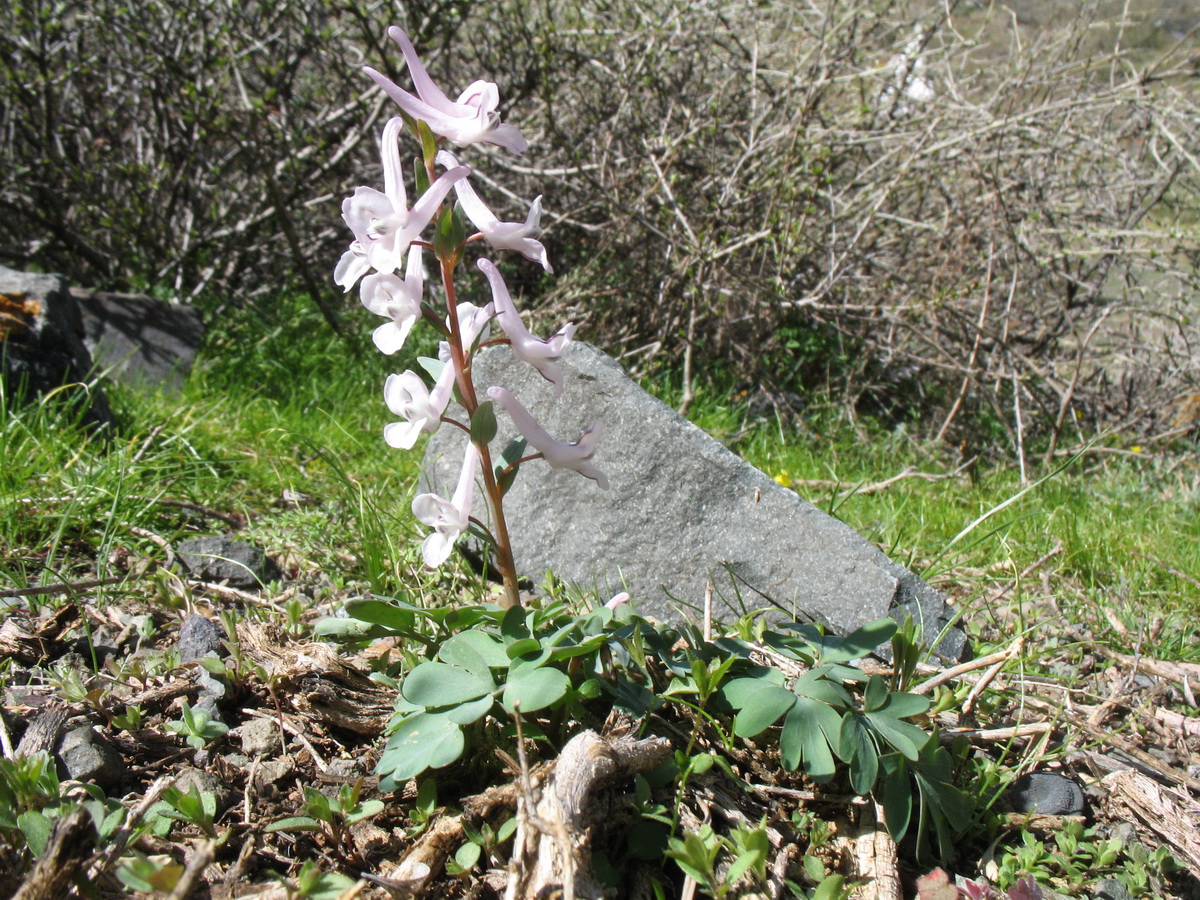 Изображение особи Corydalis glaucescens.