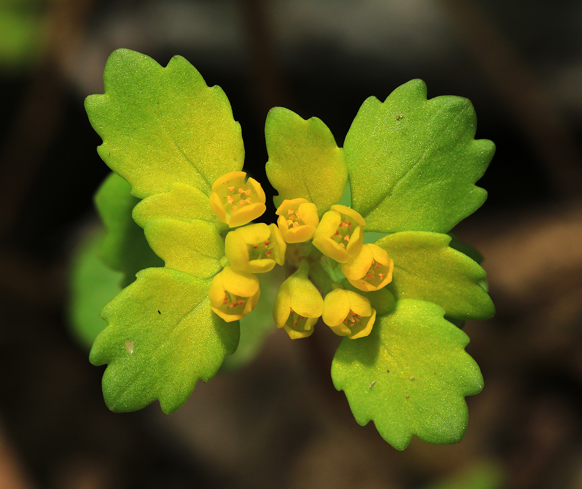 Image of Chrysosplenium lectus-cochleae specimen.