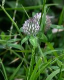 Trifolium diffusum. Верхушка побега с соцветием. Грузия, Мцхета-Мтианети, окр. монастыря Джвари, луговой склон. 10.06.2023.