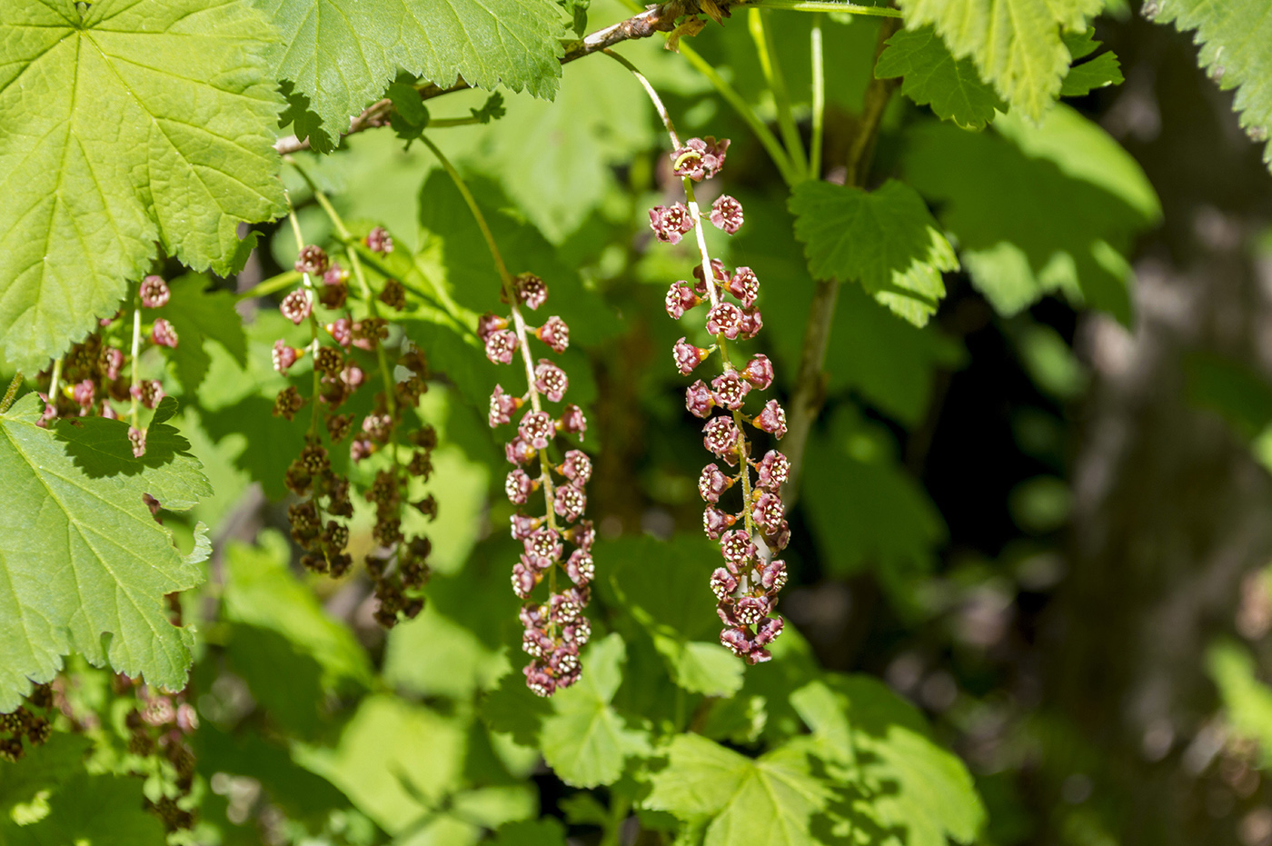 Image of Ribes biebersteinii specimen.