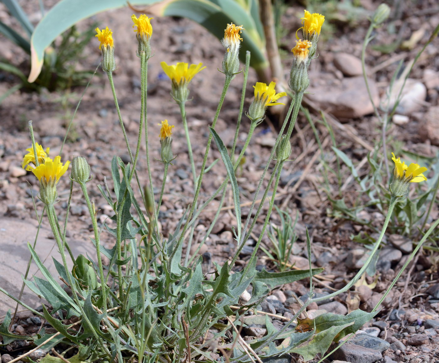 Image of Crepis oreades specimen.