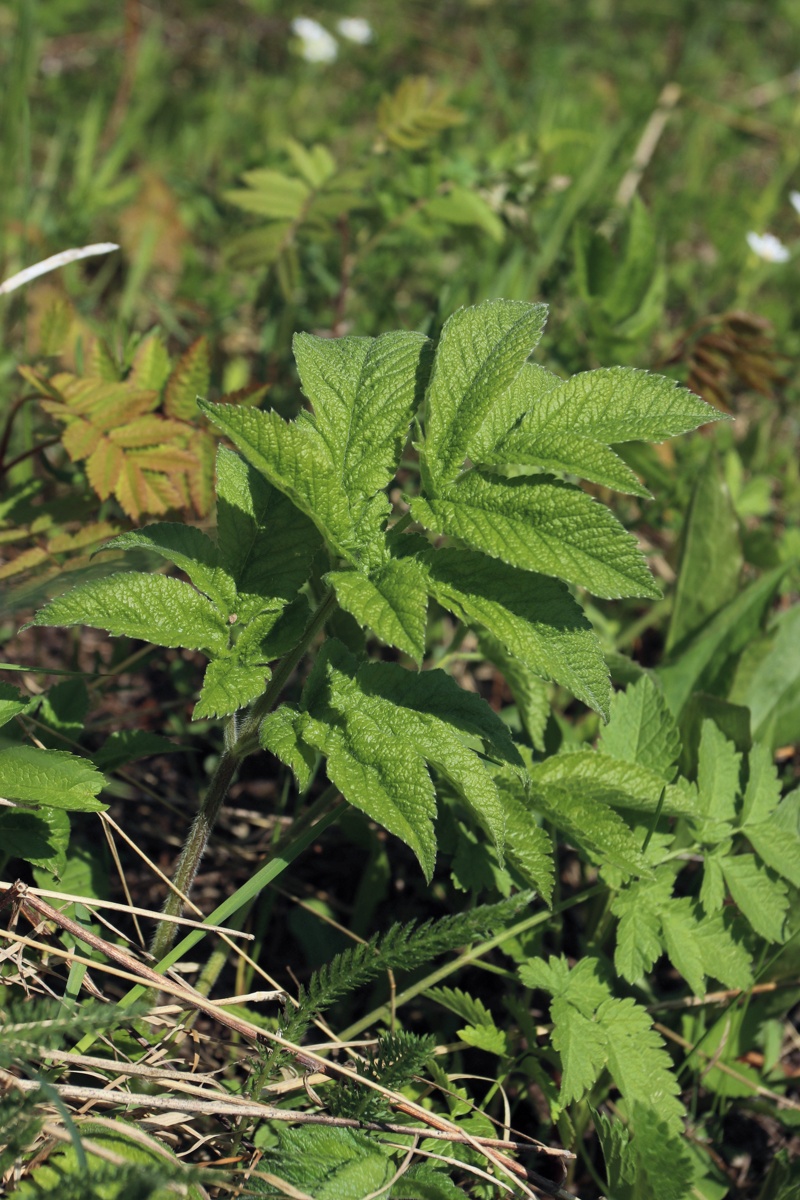 Image of Chaerophyllum aromaticum specimen.