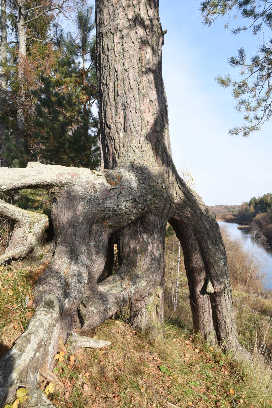 Изображение особи Pinus sylvestris.