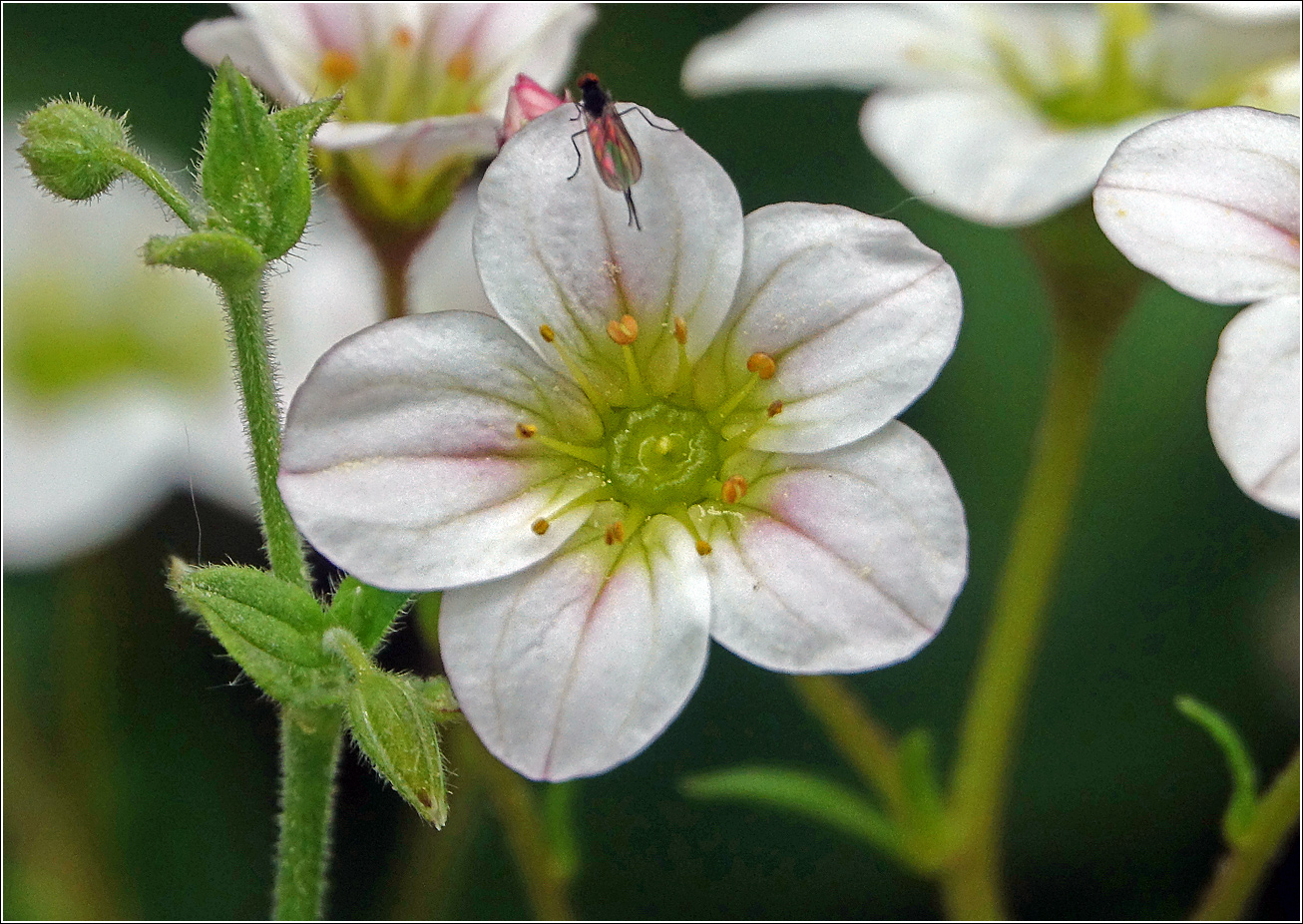 Image of Saxifraga &times; arendsii specimen.