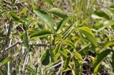 Vitex pinnata. Верхушка веточки. Вьетнам, провинция Кханьхоа, г. Нячанг, гора Co Tien (Angel Mountain), травянисто-кустарниковый склон. 08.09.2023.