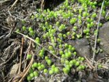 Asterella saccata