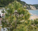 Pinus pinaster