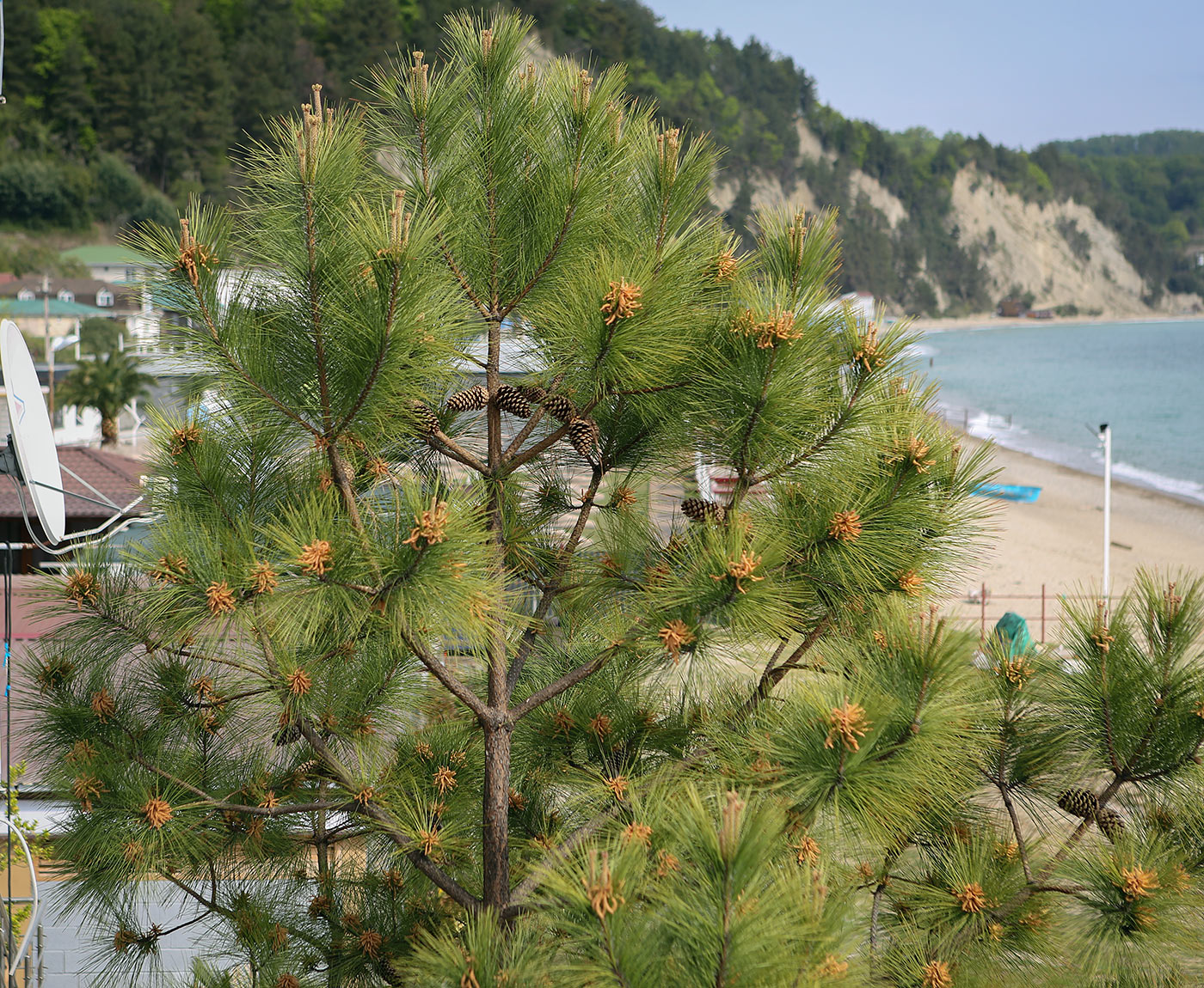 Изображение особи Pinus pinaster.