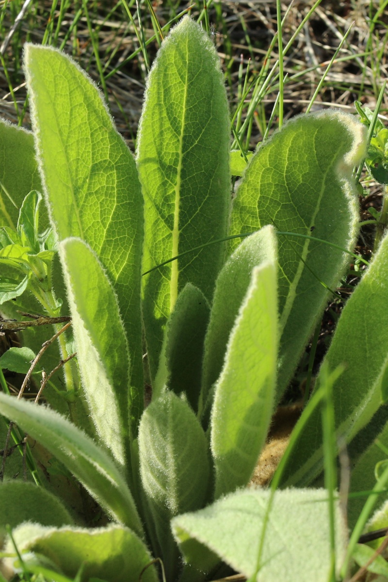 Изображение особи Verbascum thapsus.