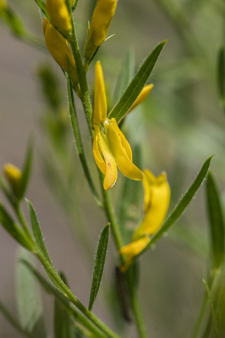 Image of Genista patula specimen.