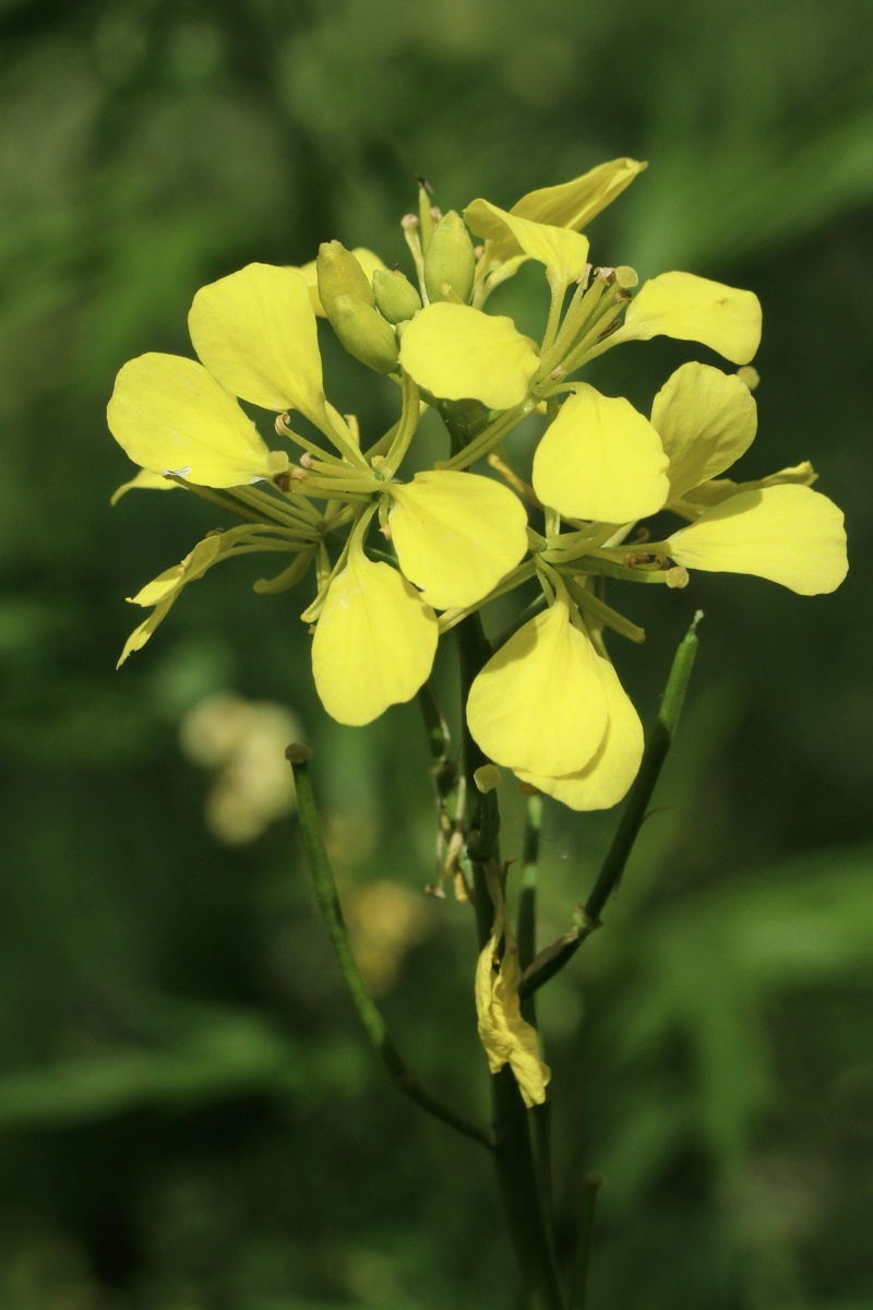 Изображение особи Brassica juncea.