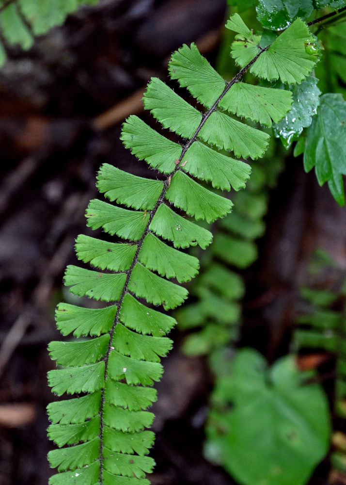 Image of Adiantum malesianum specimen.