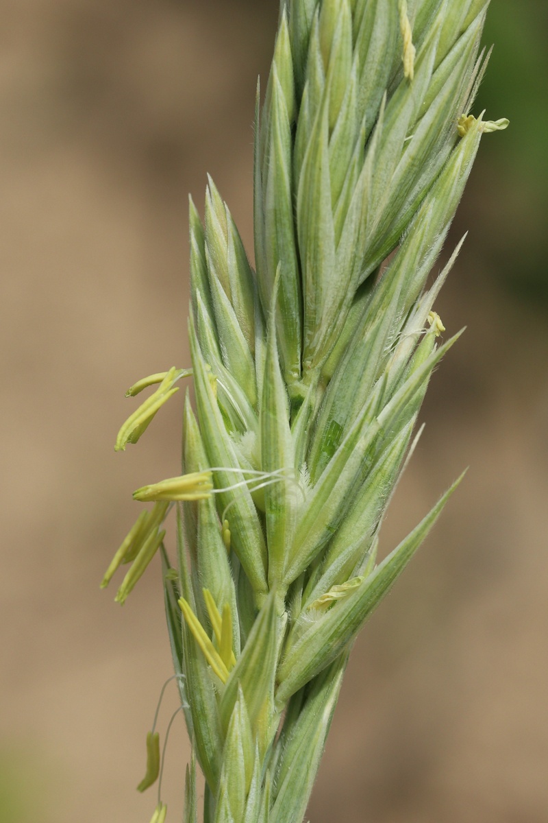 Image of Leymus arenarius specimen.