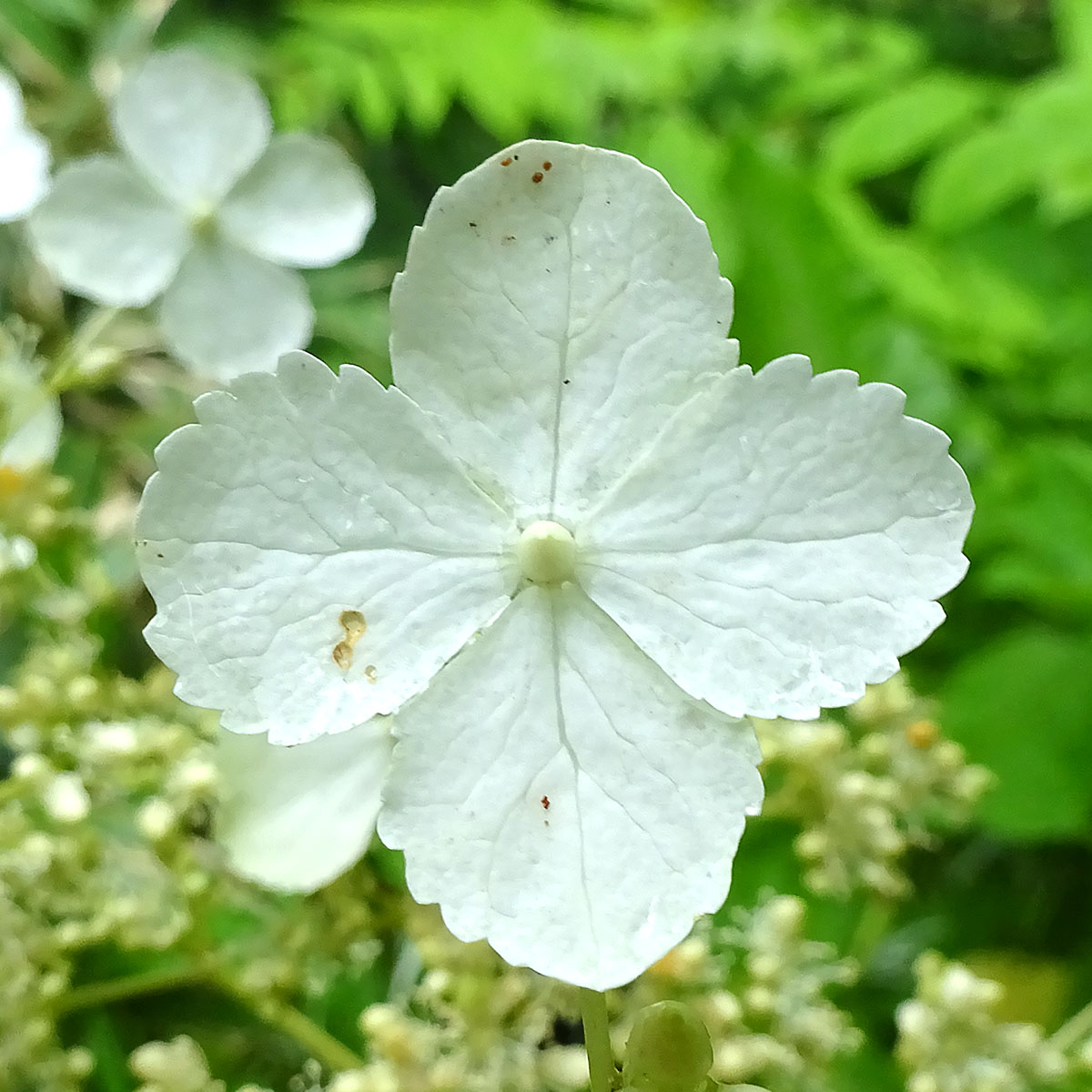 Image of Hydrangea petiolaris specimen.