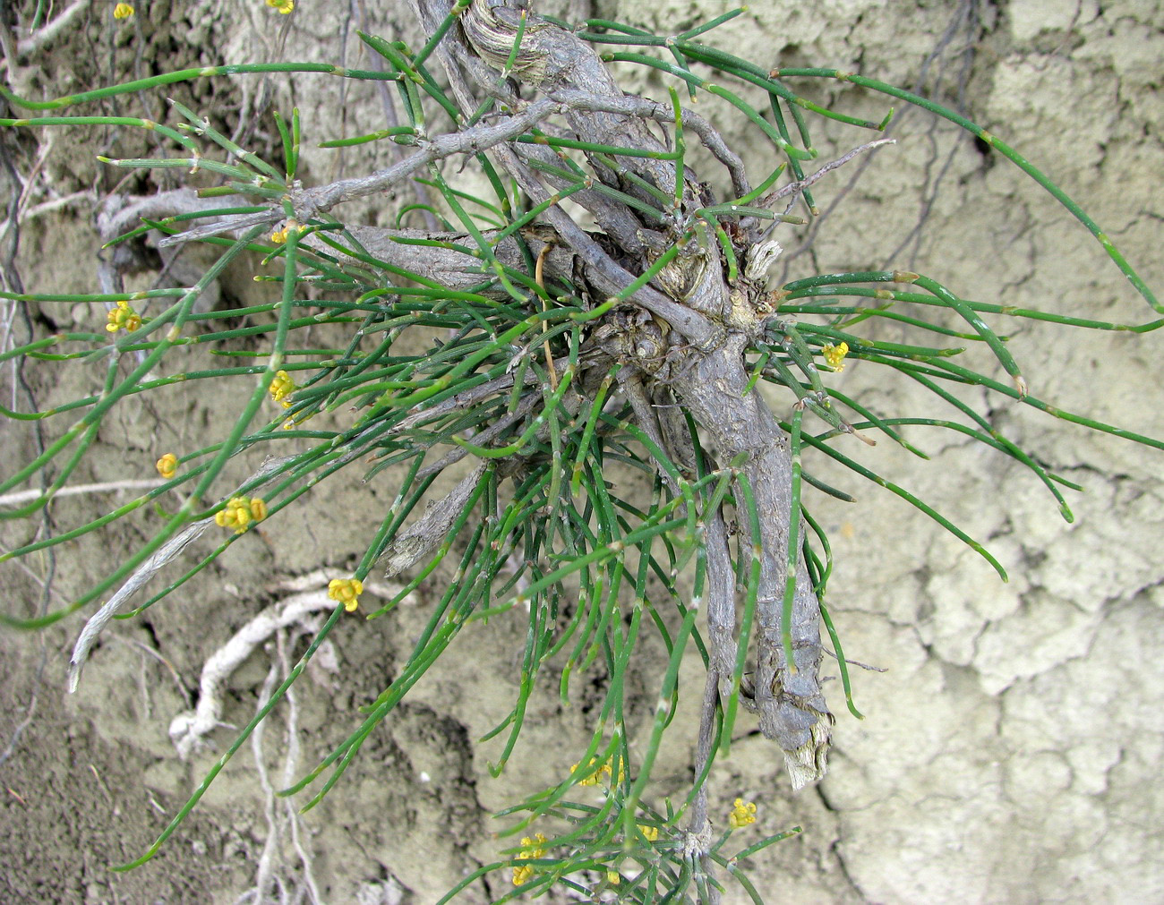 Image of Ephedra distachya specimen.