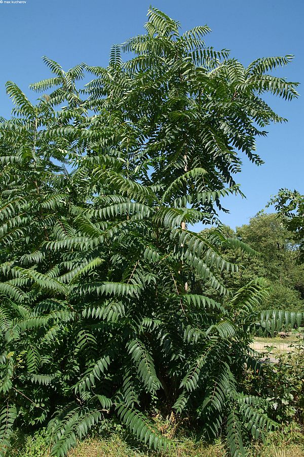 Image of Ailanthus altissima specimen.