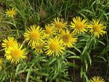 Inula britannica